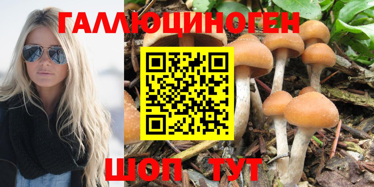 Псилоцибиновые грибы Psilocybine cubensis Рославль